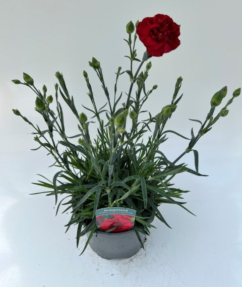 x1 Dianthus Scent First Passion 17cm/2Litre