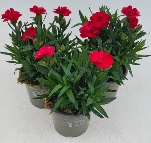 x3 Dianthus Oscar Cherry Plants 10.5cm/9cm