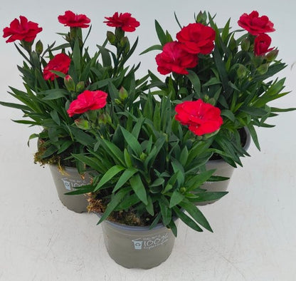 x3 Dianthus Oscar Cherry Plants 10.5cm/9cm