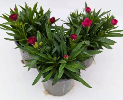 x3 Dianthus Oscar Cherry Plants 10.5cm/9cm