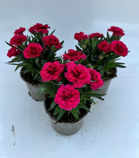 x3 Dianthus Oscar Purple Wing 10.5cm/9cm