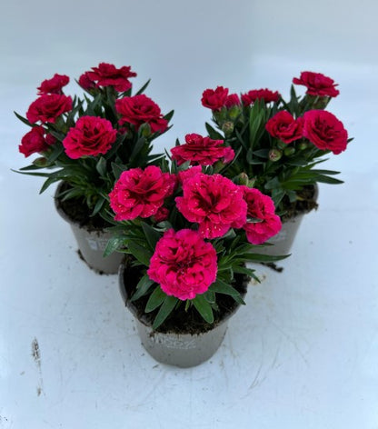 x3 Dianthus Oscar Purple Wing 10.5cm/9cm