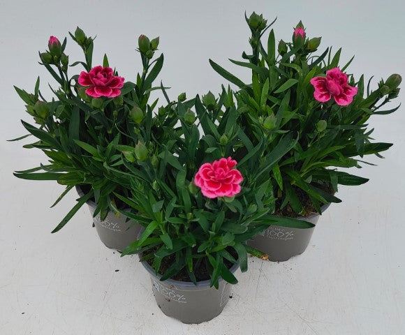 x3 Dianthus Oscar Violet & Pink 10.5cm/9cm