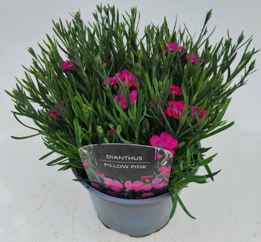 x1 Dianthus Pillow Pink - 17cm/2Litre