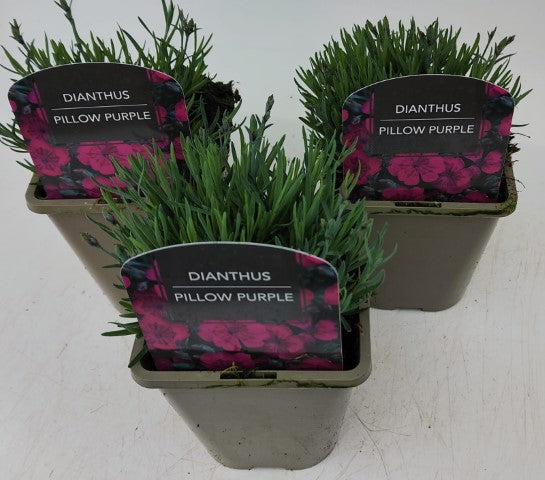 x2 Dianthus Pillow Purple 13cm/1Litre