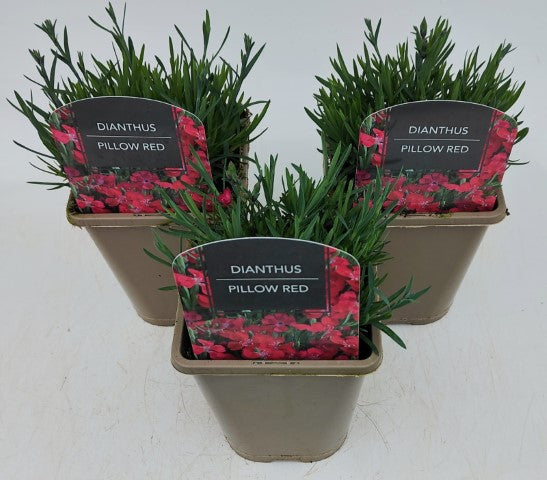 x2 Dianthus Pillow Red 13cm/1Litre