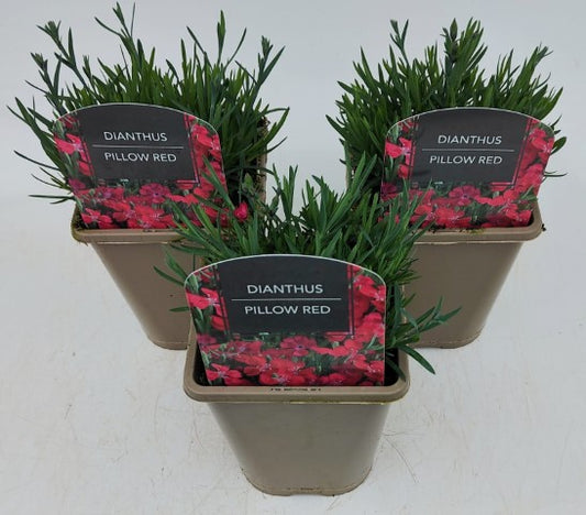 x2 Dianthus Pillow Red 13cm/1Litre