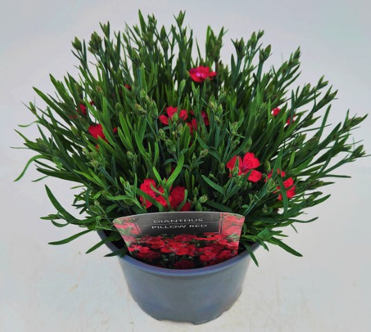 x1 Dianthus Pillow Red - 17cm/2Litre