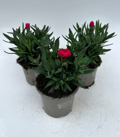 x3 Dianthus Oscar Purple Wing 10.5cm/9cm