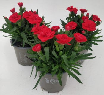 x3 Dianthus Oscar Red 10.5cm/9cm