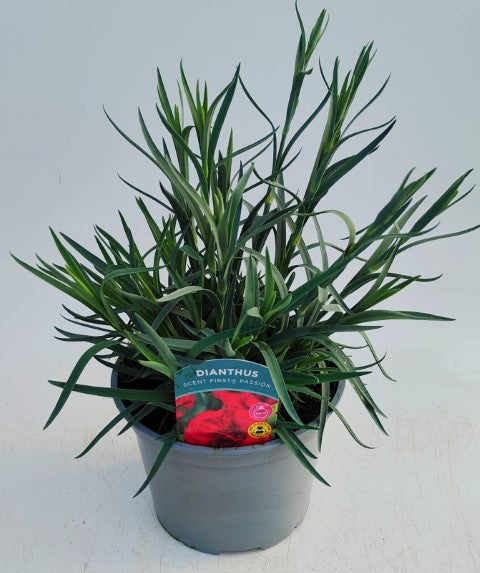 x1 Dianthus Scent First Passion 17cm/2Litre