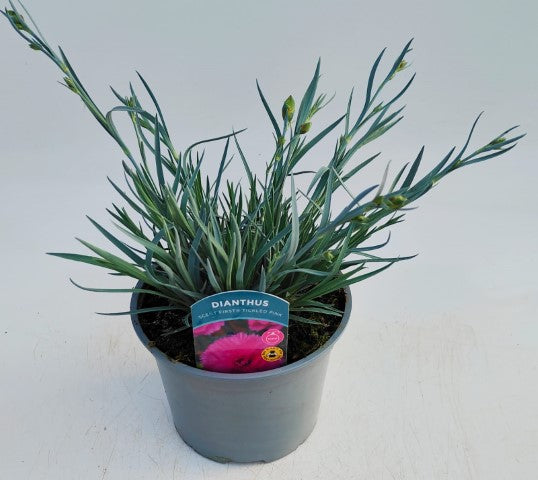 x1 Dianthus Scent First Tickled Pink 17cm/2Litre