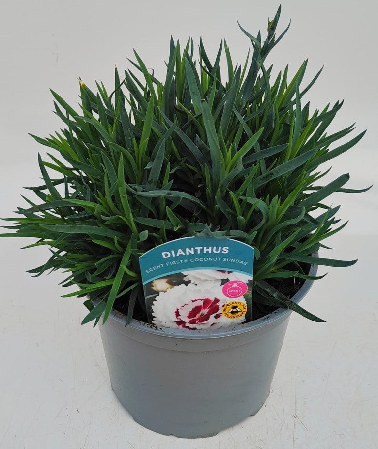 x1 Dianthus Scent First Coconut Sundae 17cm/2Litre