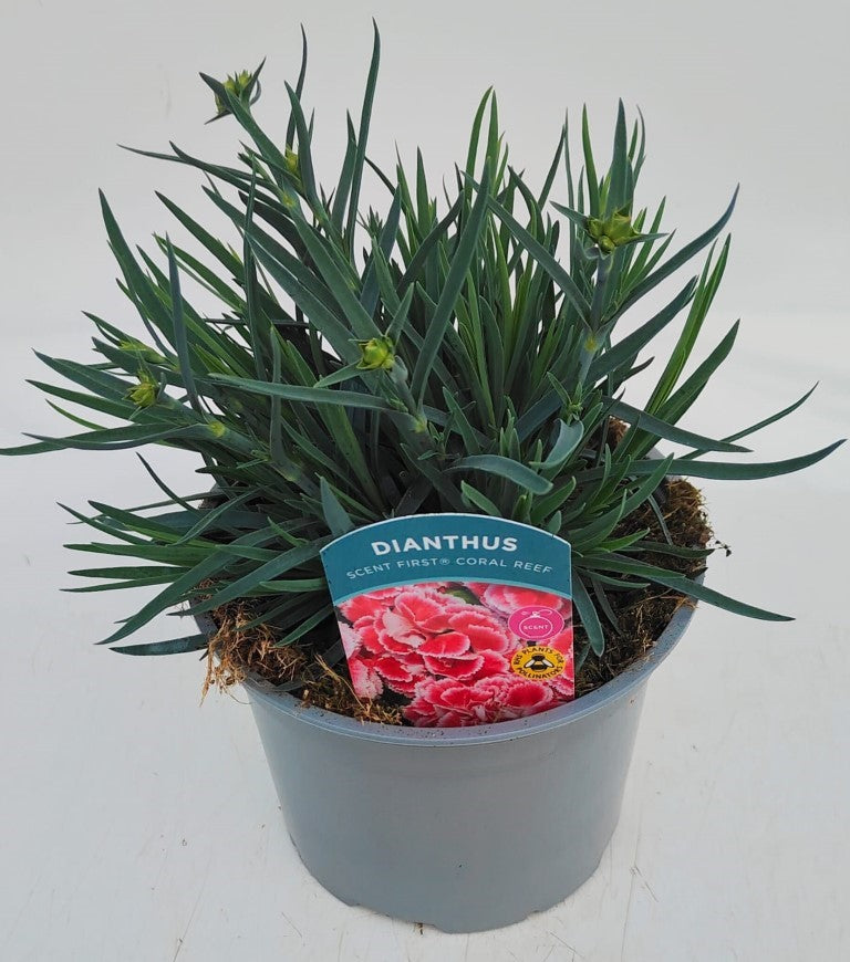 x1 Dianthus Scent First Coral Reef 17cm/2Litre