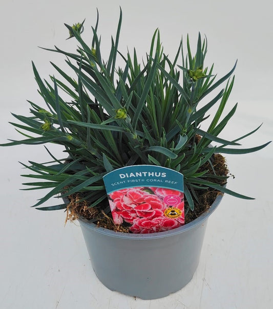 x1 Dianthus Scent First Coral Reef 17cm/2Litre