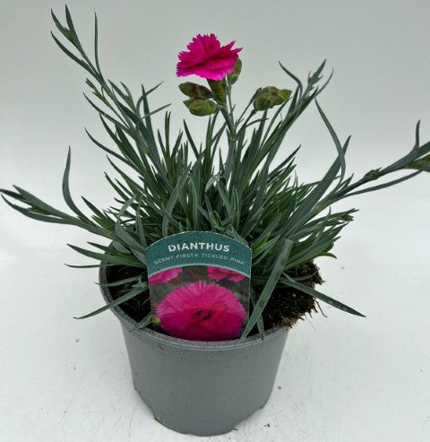 x1 Dianthus Scent First Tickled Pink 17cm/2Litre