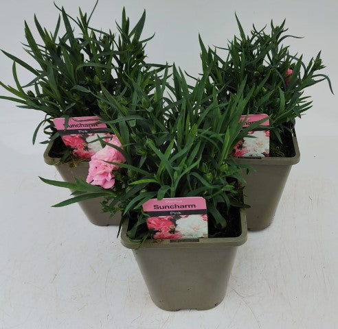 x2 Dianthus Suncharm 13cm/1Litre