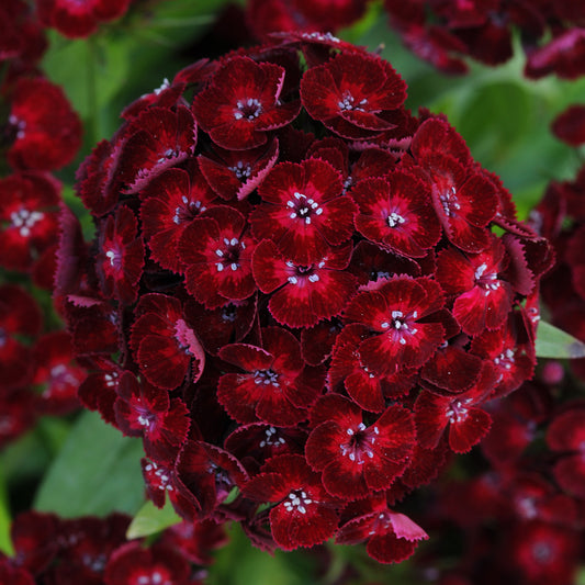 x1 Dianthus Dash Crimson 19cm/3Ltr