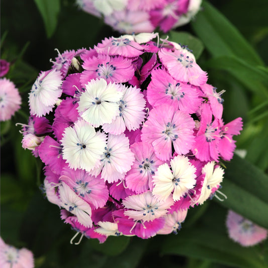 x1 Dianthus Dash Magician 19cm/3Ltr