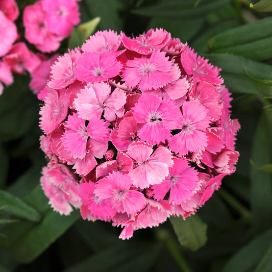 x1 Dianthus Dash Pink 19cm/3Ltr