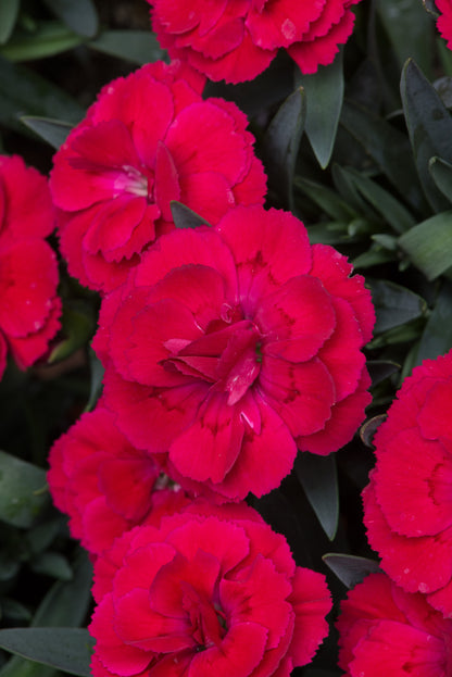 x3 Dianthus Oscar Cherry Plants 10.5cm/9cm