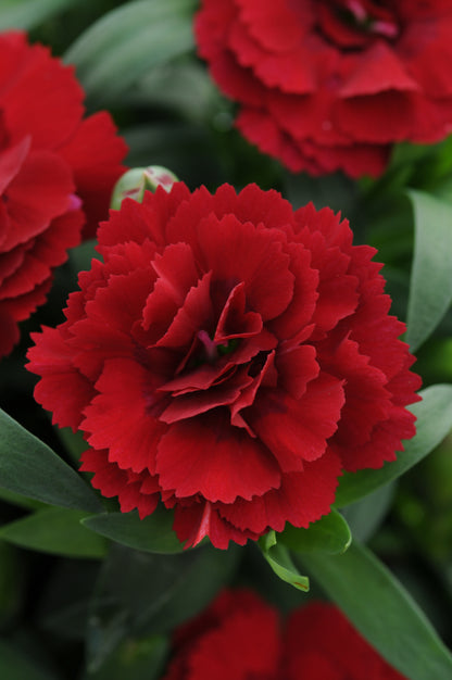 x3 Dianthus Oscar Dark Red 10.5cm/9cm