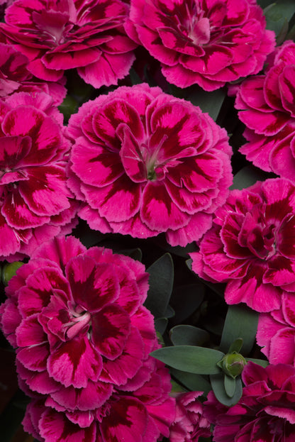 x3 Dianthus Oscar Purple Wing 10.5cm/9cm