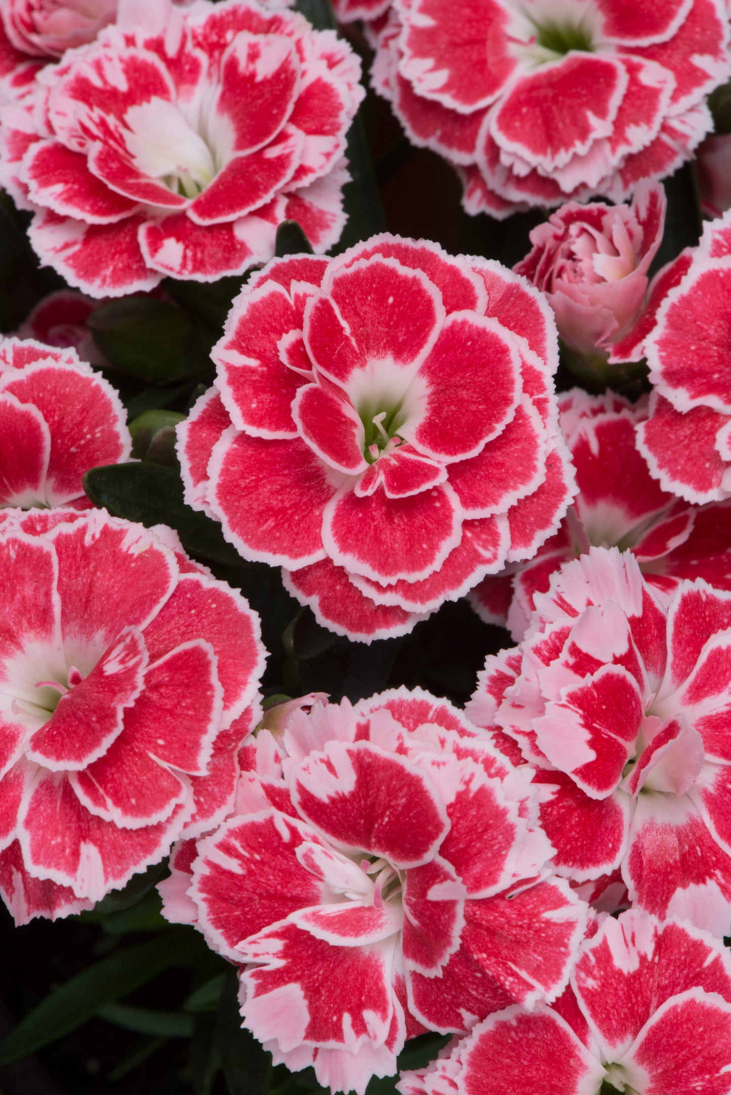 x3 Dianthus Oscar White & Red 10.5cm/9cm