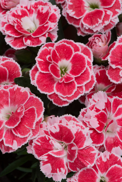 x3 Dianthus Oscar White & Red 10.5cm/9cm