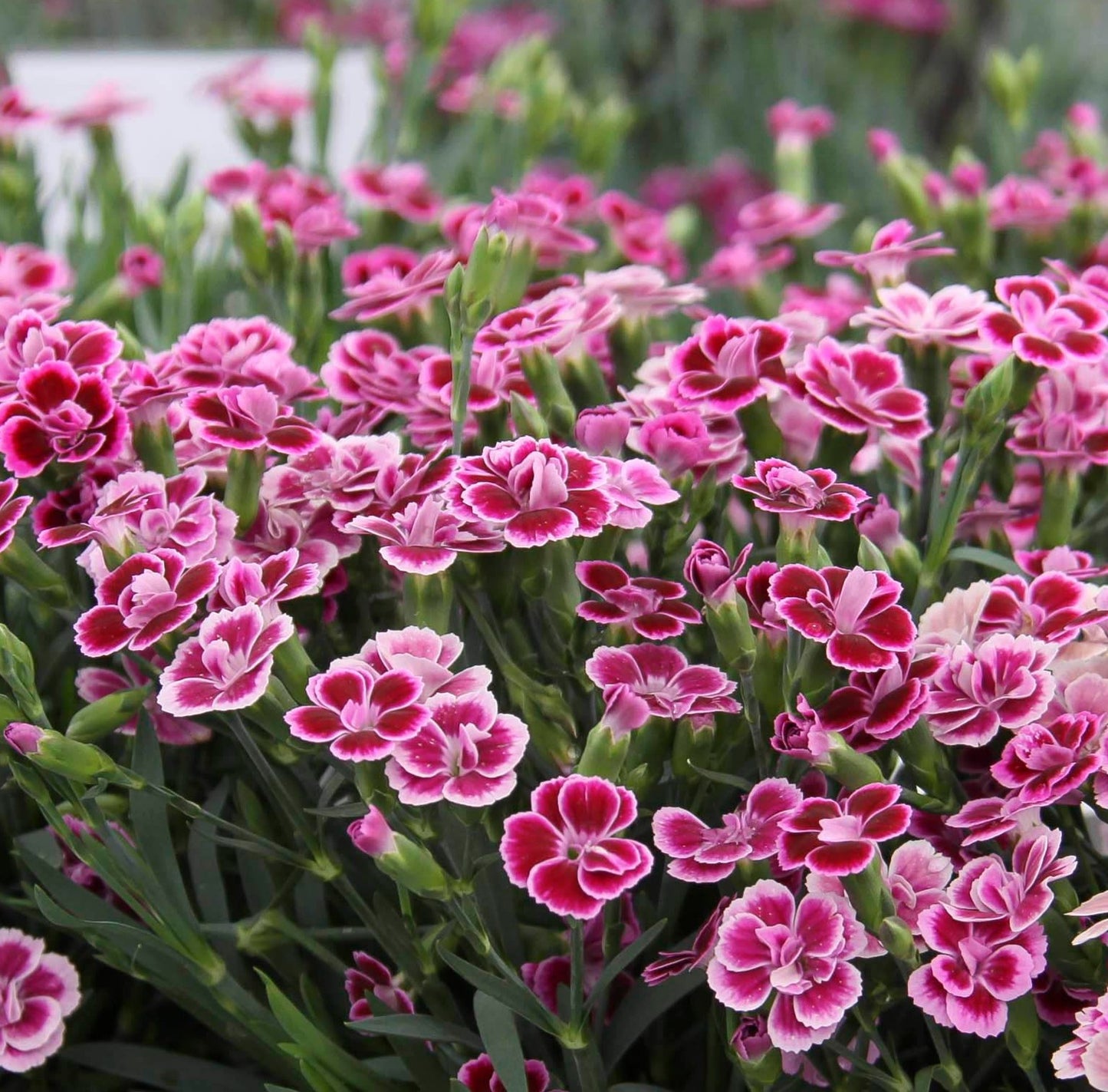 x1 Dianthus Pink Kisses - 17cm/2Litre