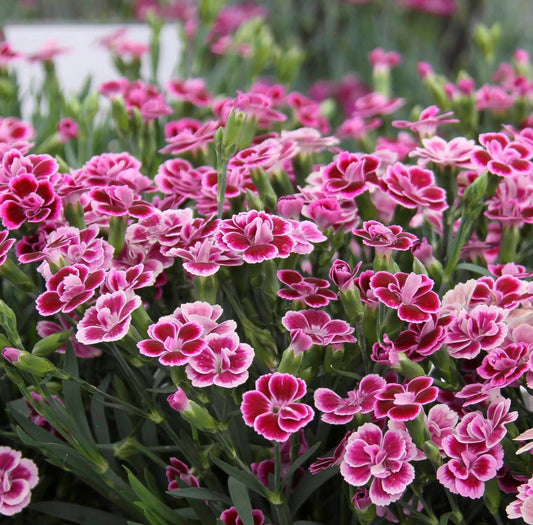 x1 Dianthus Pink Kisses - 17cm/2Litre