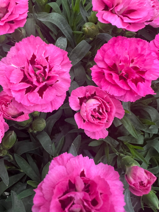 x3 Dianthus Oscar Violet & Pink 10.5cm/9cm