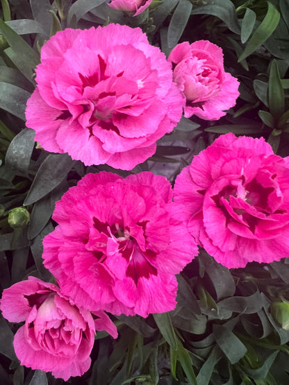 x3 Dianthus Oscar Violet & Pink 10.5cm/9cm