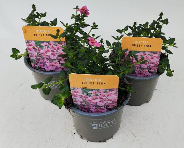 x3 Diascia Juliet Pink 10.5cm/9cm