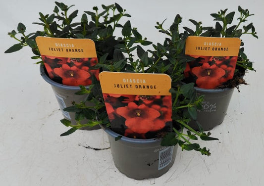 x3 Diascia Juliet Orange 10.5cm/9cm