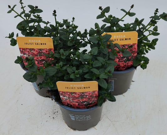 x3 Diascia Juliet Salmon 10.5cm/9cm