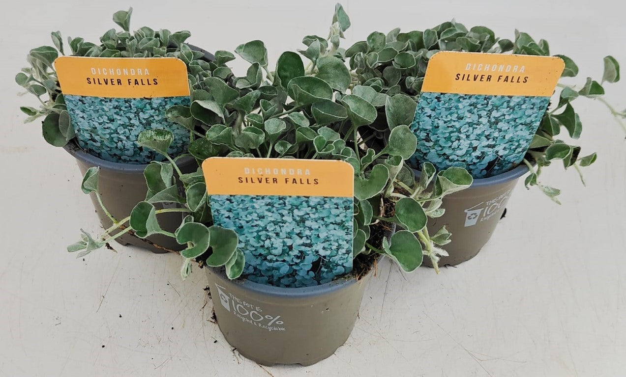 x3 Dichondra Silver Falls 10.5cm/9cm
