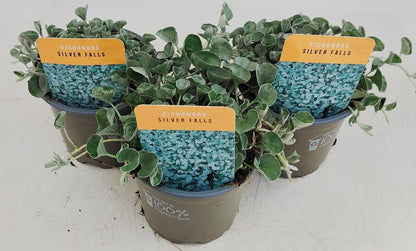 x3 Dichondra Silver Falls 10.5cm/9cm