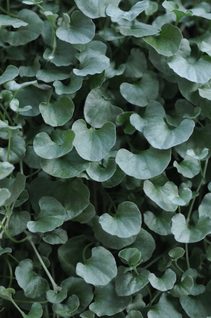 x3 Dichondra Silver Falls 10.5cm/9cm