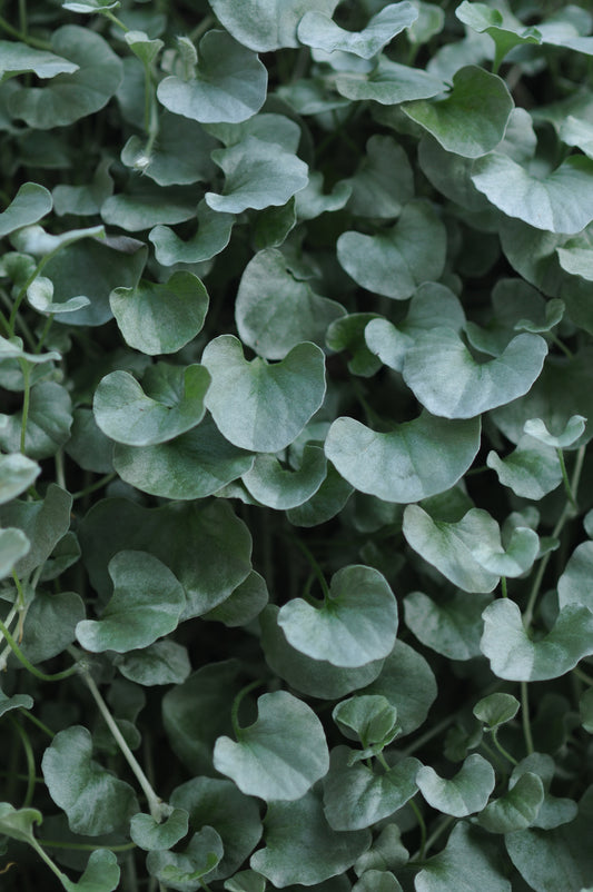 x3 Dichondra Silver Falls 10.5cm/9cm