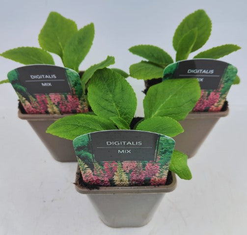 x2 Digitalis Dalmatian Mix 13cm/1 Litre