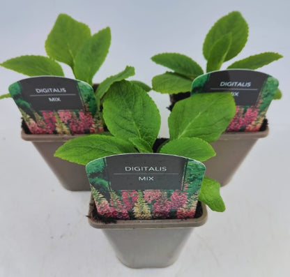 x2 Digitalis Dalmatian Mix 13cm/1 Litre
