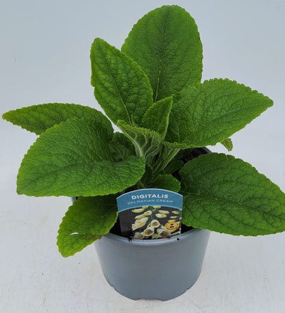 x1 Digitalis Dalmatian Cream 19cm/3Ltr