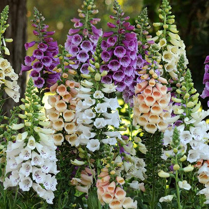 x2 Digitalis Dalmatian Mix 13cm/1 Litre