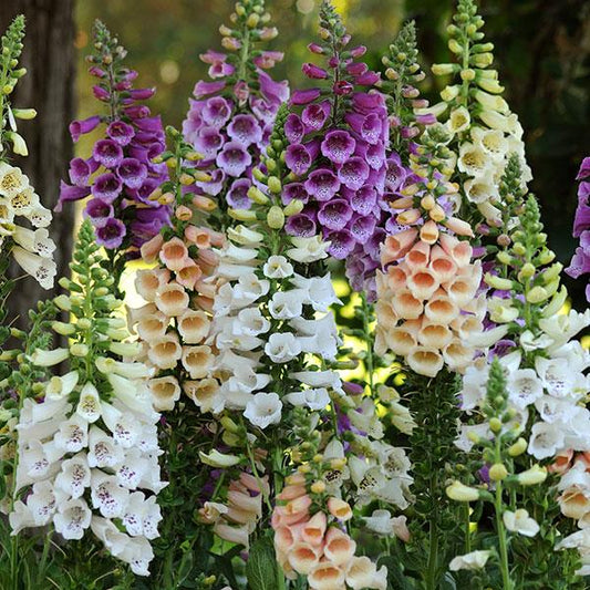 x2 Digitalis Dalmatian Mix 13cm/1 Litre