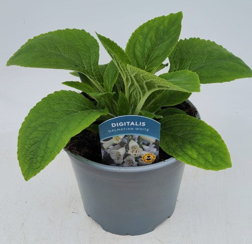 x1 Digitalis Dalmatian White 19cm/3Ltr