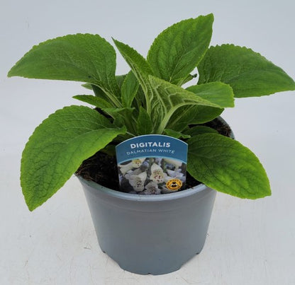 x1 Digitalis Dalmatian White 19cm/3Ltr