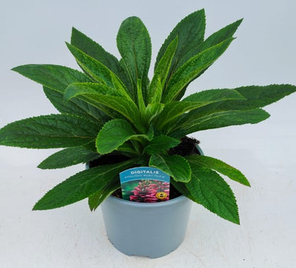 x1 Digitalis Foxlight Ruby Glow 19cm/3Ltr