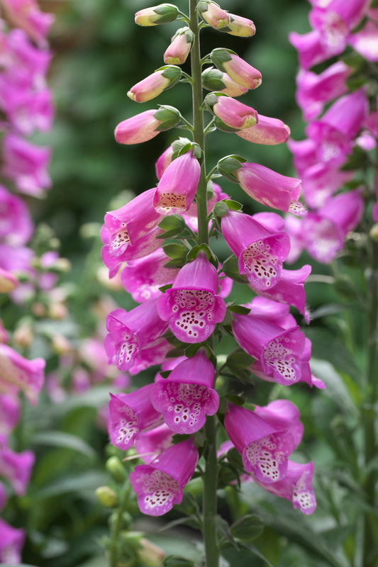 x1 Digitalis Panther 19cm/3Ltr