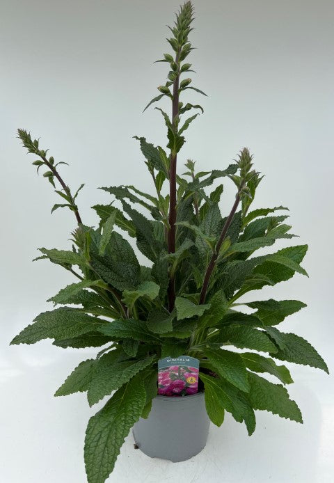x1 Digitalis Panther 19cm/3Ltr